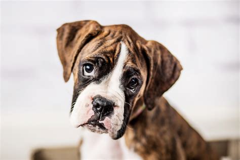 how long do pitbull boxers live for