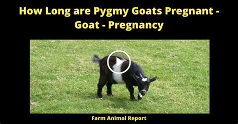 how long do pygmy goats stay pregnant