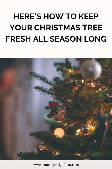 How To Make Your Christmas Tree Last Longer Homestead Acres