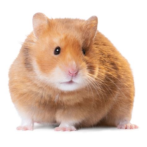 Fresh How Long Do Short Haired Hamsters Live For Bridesmaids