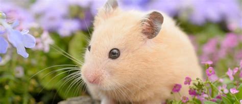  79 Ideas How Long Do Short Haired Syrian Hamsters Live With Simple Style