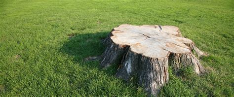 How Long Do Tree Roots Grow After Tree Is Cut Down
