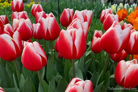 How Long Do Tulips Bloom? — Question Solved