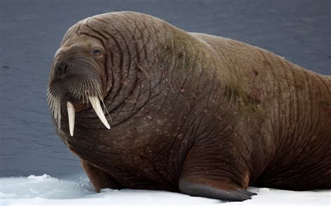 how long do walrus pups live
