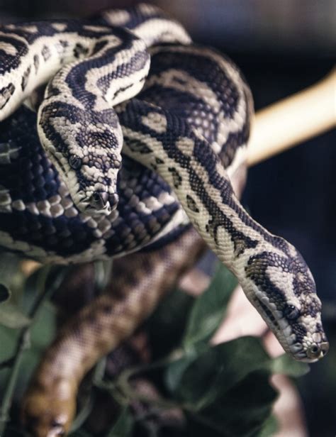 How Long Does A Carpet Python Grow