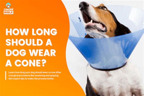 How Long Does A Dog Need To Keep A Cone On After Being Spayed