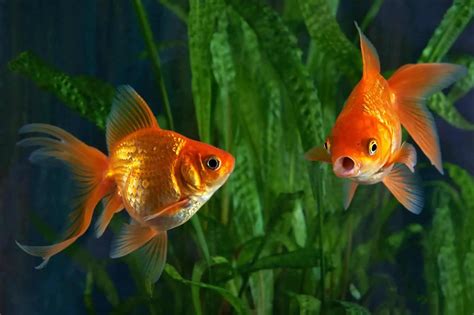 how long does a goldfish live for