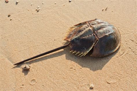 how long does a horseshoe crab live