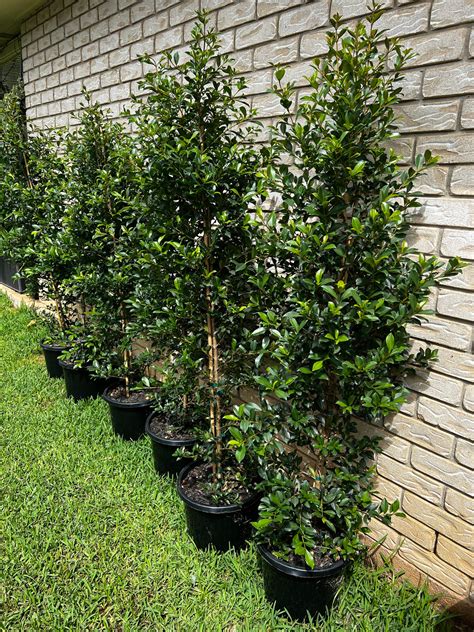 How Long Does A Lilly Pilly Live