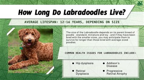 How Long Does A Mini Labradoodle Live