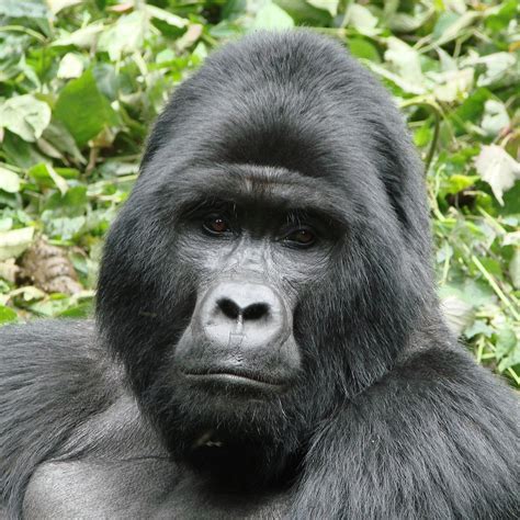 how long does a mountain gorilla live