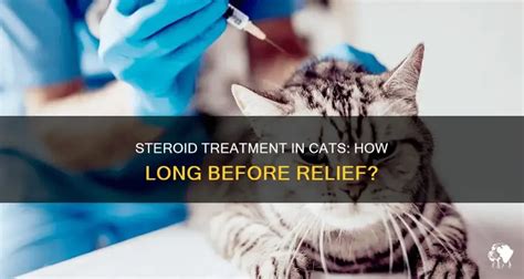 how long does a steroid injection take to work in cats