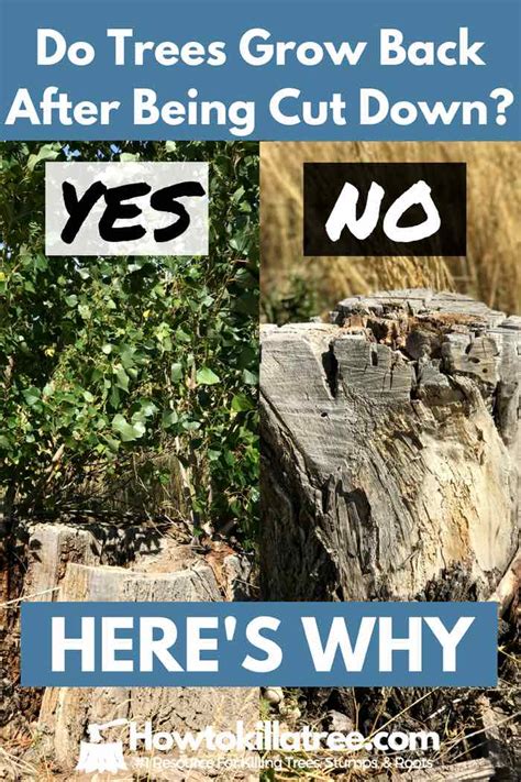 How Long Does A Tree Live After Being Cut