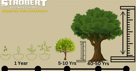 How Long Does A Tree Need To Settle
