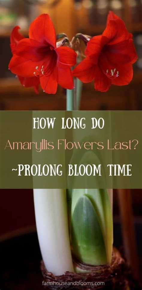 How Long Does Amaryllis Last