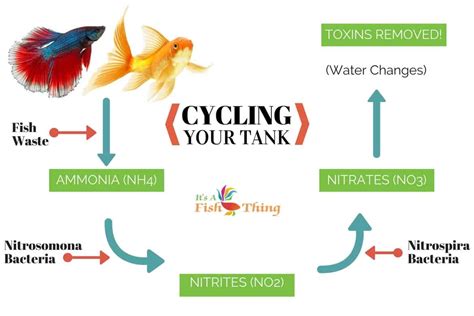 how long does an aquarium take to cycle