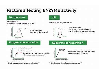 How Long Does An Enzyme Last