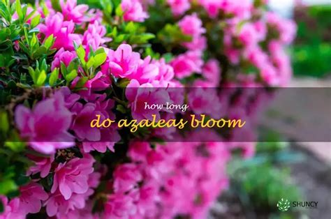 How Long Does Azaleas Bloom