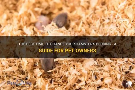 How Long Does Bedding Hamster Last