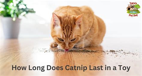 How Long Does Catnip Last In A Toy