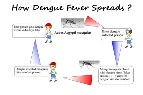 how long does dengue fever last in a person