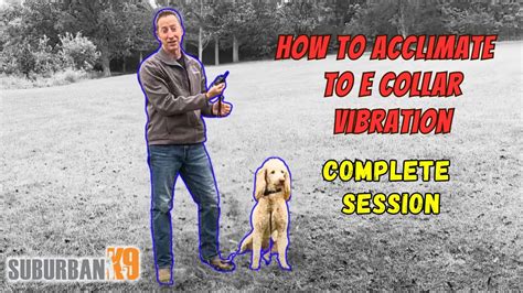 How Long Does E Collar Training Take