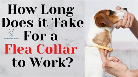 How Long Does Flea Collar Work