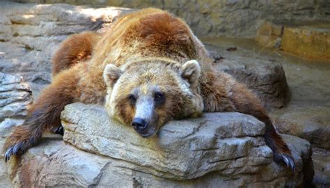 how long does hibernation last for bears