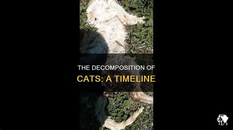 How Long Does It Take A Cat To Decompose In The Ground
