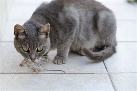 How Long Does It Take A Cat To Kill A Mouse