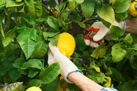 how long does it take a lemon tree to produce lemons from seed