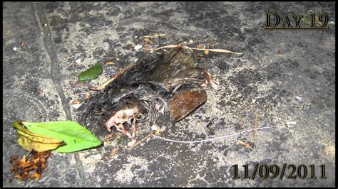 How Long Does It Take A Mouse Body To Decompose
