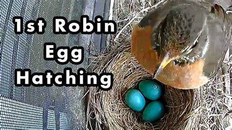 How Long Does It Take A Robin To Hatch Its Eggs