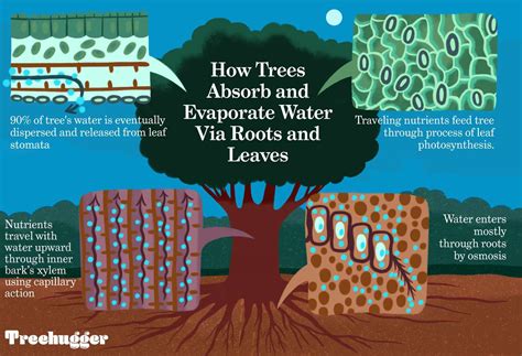 How Long Does It Take A Tree To Absorb Water