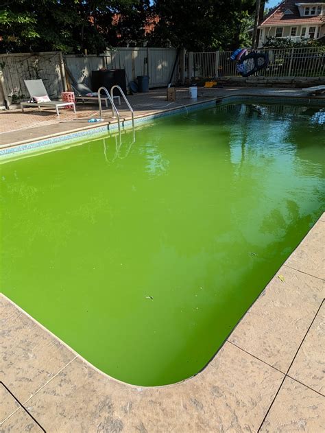 How Long Does It Take Algae To Die In A Pool