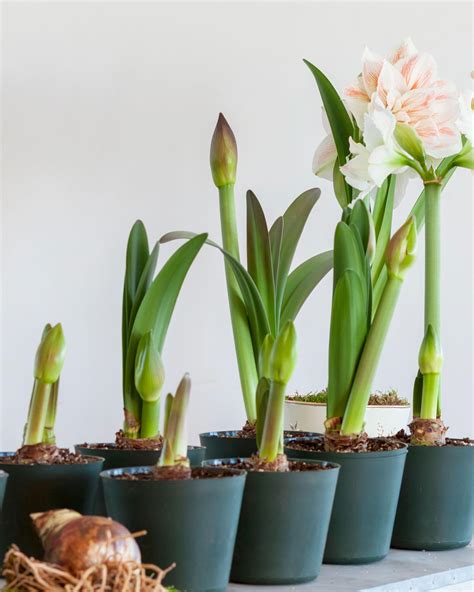 All About Amaryllis Flowers Commonly Asked Questions Bulb Blog