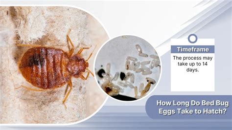 How Long Do Bed Bug Eggs Hatch KWHATDO