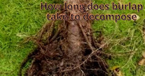 How Long Does It Take Burlap To Decompose