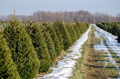 How Long Does It Take Christmas Tree Branches To Settle