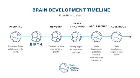 how long does it take for a baby's brain to fully develop