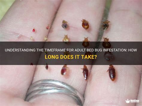 How Long Does It Take For A Bed Bug Infestation To Develop
