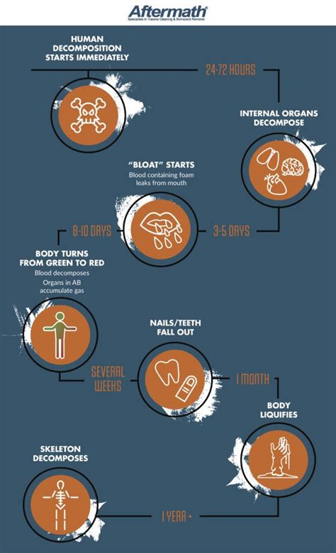 How Long Does It Take For A Body To Decompose With Formaldehyde