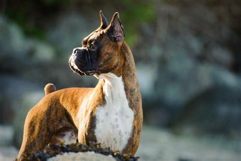 how long does it take for a boxer dog to kill you