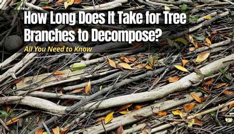 How Long Does It Take For A Buried Tree To Decompose