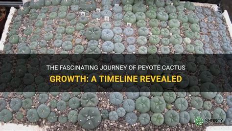 21 How long does a cactus take to grow Galerisastro