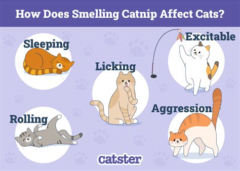 How Long Does It Take For A Cat To React To Catnip