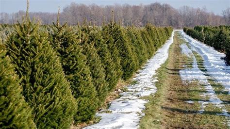 How Long Does It Take For A Christmas Tree To Seal