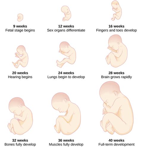 how long does it take for a fetus to fully develop