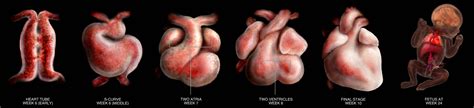 how long does it take for a heartbeat to develop