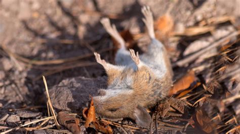 How Long Does It Take For A Mouse To Stop Smelling